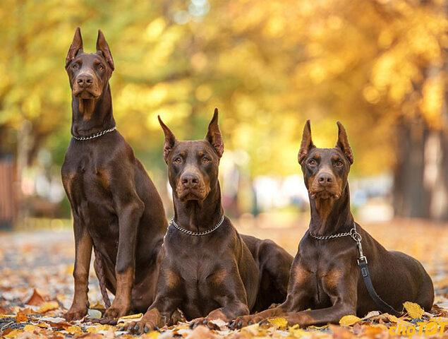 Chó Doberman thuần chủng vui đùa trong không gian rộng