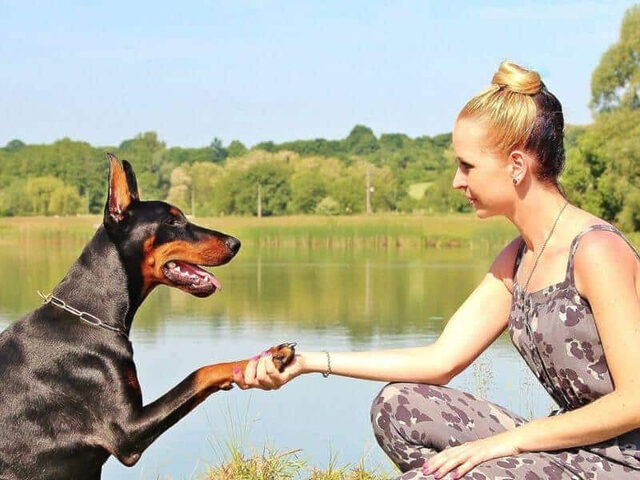 Chó Doberman thực hiện lệnh ngồi nghiêm túc trong các bài huấn luyện chuyên nghiệp