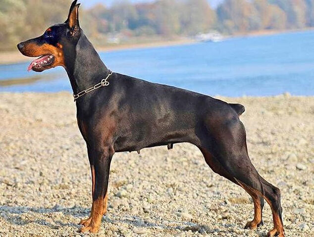 Chó Dobermann, phẩm chất lý tưởng cho việc canh gác