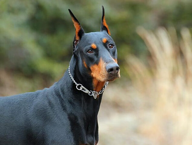 Chó Dobermann tấn công đối phương một cách mất kiểm soát khi gia chủ gặp nguy hiểm