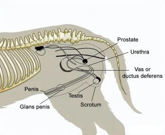 Chó đực và chó cái ở tư thế quay lưng trong lúc giao phối
