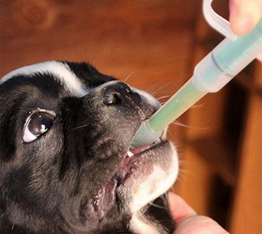Chó được chủ nhân cho uống thuốc nước bằng ống tiêm