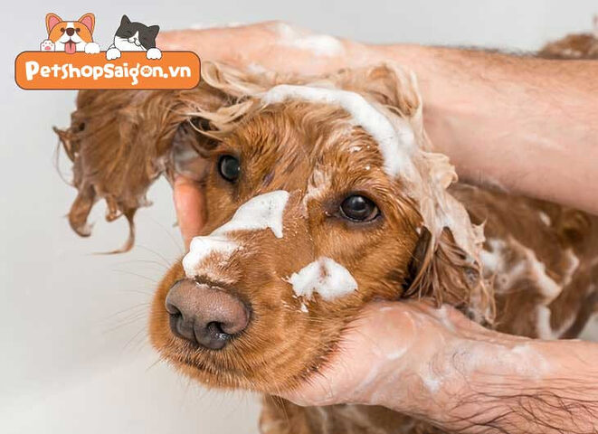 Chó được tắm rửa sạch sẽ, đúng cách giúp tránh các bệnh về da.