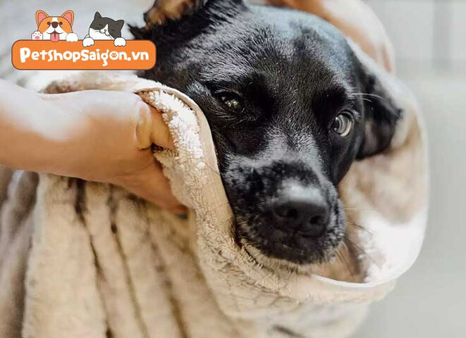 Chó được tắm sạch sẽ vào ban đêm giúp chủ nuôi giữ vệ sinh nhà cửa.