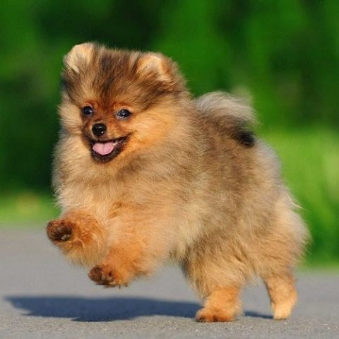 Chó Fox Sóc thuần chủng với bộ lông xù bồng bềnh và ánh mắt lanh lợi, ảnh hưởng đến chó fox giá bao nhiêu