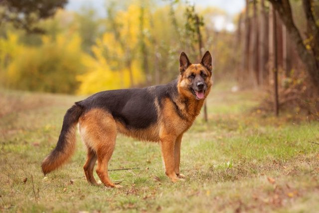 Chó German Shepherd uy phong, thông minh, là giống chó bảo vệ chủ tốt nhất