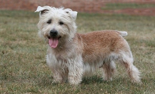 Chó Glen of Imaal Terrier với lưng dài, chân ngắn và bộ lông xù