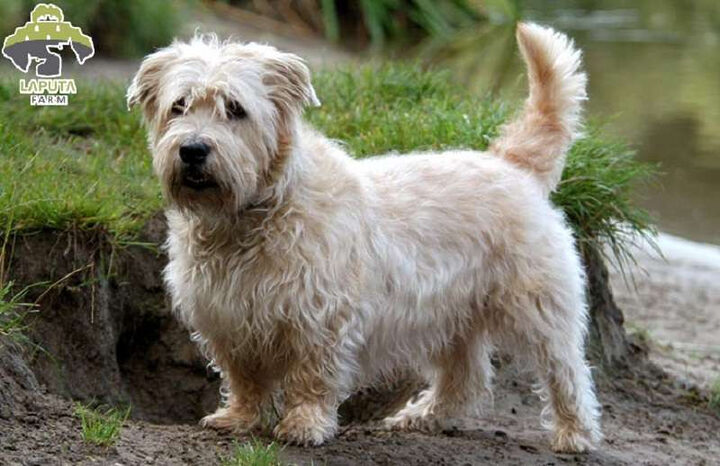 Chó Glen xứ Imaal Terrier lùn