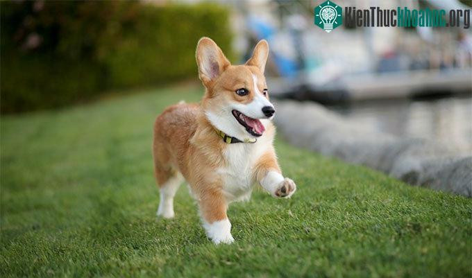Chó Golden Retriever con dễ thương, mang đến hình ảnh chó đẹp đầy năng lượng và tình cảm, được yêu thích trên toàn thế giới