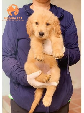 Chó Golden Retriever con thuần chủng đáng yêu, thể hiện sự dễ nuôi và thân thiện.