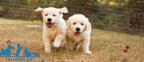 Chó Golden Retriever con với biểu cảm đáng yêu, thể hiện giá chó Golden con.