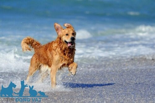 Chó Golden Retriever đang nằm canh cửa, thể hiện khả năng giữ nhà và bản tính bảo vệ.