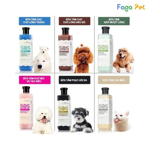 Chó Golden Retriever được tắm với sữa tắm chuyên dụng