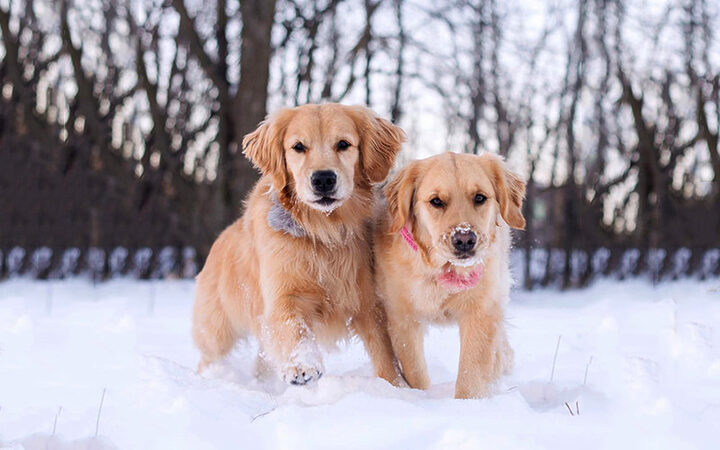 Chó Golden Retriever hiền lành, thông minh, là giống chó đẹp dễ nuôi thích trẻ con