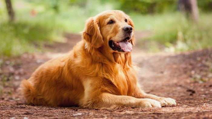 Chó Golden Retriever hiền lành, thông minh, là một trong những tên các loại chó cảnh đẹp được yêu thích