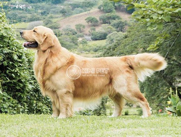 Chó Golden Giá Bao Nhiêu? Hướng Dẫn Chi Tiết Từ A-Z Mới Nhất