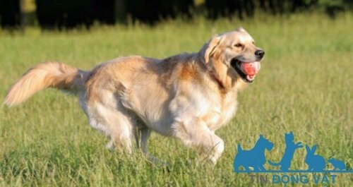 Chó Golden Retriever thông minh đang giúp chủ, hình ảnh minh họa tính cách tinh tế và khả năng học hỏi.