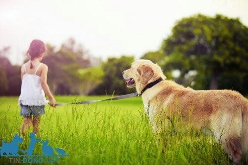Chó Golden Retriever tình cảm với trẻ nhỏ, minh họa sự gắn kết và lòng yêu thương của giống chó.