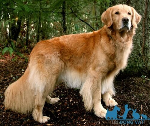 Chó Golden Retriever trưởng thành, hình ảnh minh họa cân nặng và chiều cao của giống chó này.