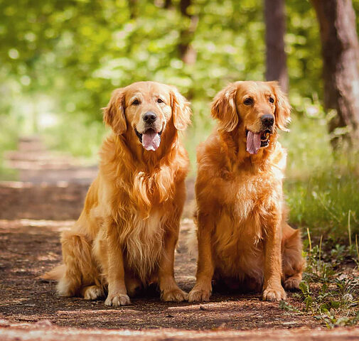 Chó Golden Retriever trưởng thành trong môi trường tự nhiên