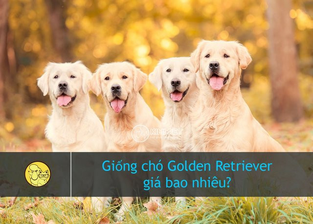 Chó Golden Retriever trưởng thành với bộ lông vàng óng ả và đôi mắt hiền lành, biểu tượng của sự trung thành