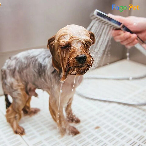 Chó Golden Retriever với bộ lông vàng óng ả sau khi được chăm sóc