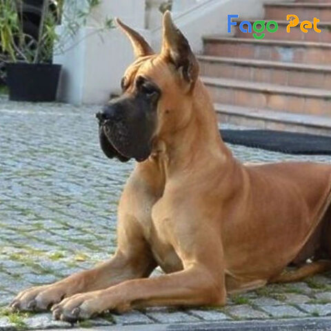 Chó Great Dane con với vẻ mặt đáng yêu, cho thấy nhu cầu thị trường và thời điểm ảnh hưởng đến việc chó Great Dane giá bao nhiêu