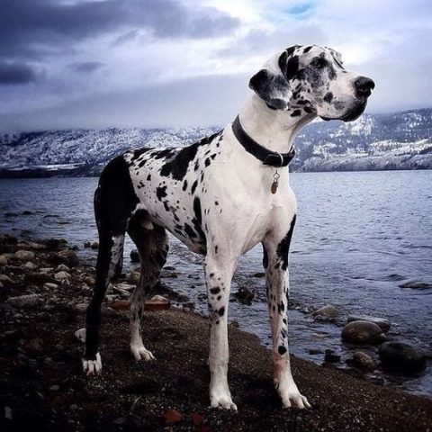 Chó Great Dane, một trong 10 giống chó hung dữ nhất thế giới, đứng kiêu hãnh với vóc dáng khổng lồ