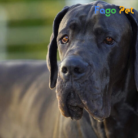 Chó Great Dane thuần chủng với bộ lông đốm đặc trưng, minh họa tầm quan trọng của nguồn gốc và thuần chủng trong việc định giá chó Great Dane
