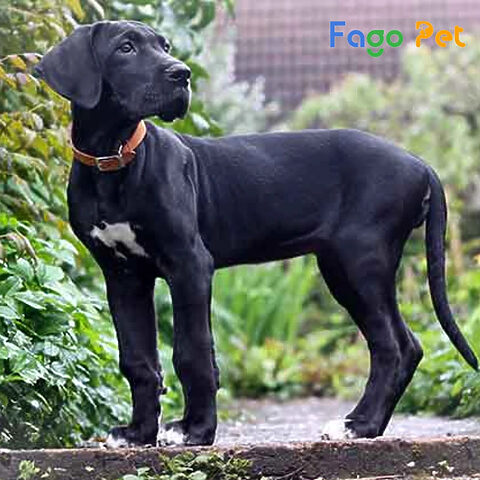 Chó Great Dane trưởng thành với ánh mắt cảnh giác, nhấn mạnh tầm quan trọng của việc kiểm tra sức khỏe và nguồn gốc khi mua chó Great Dane giá bao nhiêu
