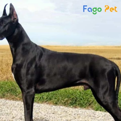 Chó Great Dane trưởng thành với bộ lông vàng nâu, thể hiện sự uy nghi, phản ánh giá chó Great Dane hiện nay