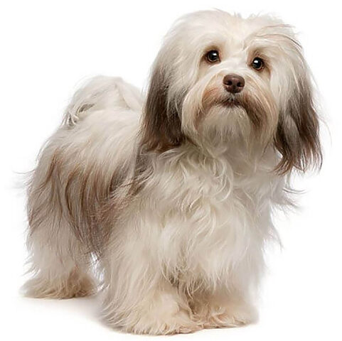 Chó Havanese thân thiện, một giống chó thích hợp nuôi trong nhà, lý tưởng cho gia đình có trẻ nhỏ