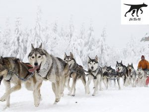 Chó Husky con với đôi mắt xanh đặc trưng, nguồn gốc từ Siberia