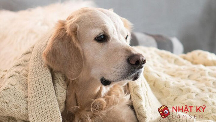 Chó husky đang hú để biểu lộ cảm xúc, giải thích tại sao chó lại hú