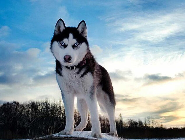 Chó Husky, giống chó cảnh nổi tiếng nhất thế giới với vẻ ngoài giống sói