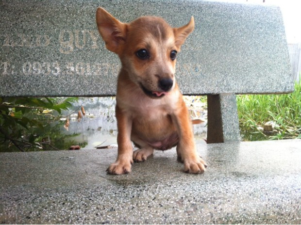 Chó Phú Quốc Lai Corgi Là Gì? Cẩm Nang Nuôi Dưỡng Từ A-Z Chó Phú Quốc Lai Corgi Là Gì? Cẩm Nang Nuôi Dưỡng Từ A-Z