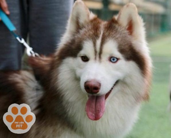 Có Nên Nuôi Chó Husky? Hướng Dẫn Toàn Diện Từ A-Z Cho Chủ Nuôi Có Nên Nuôi Chó Husky? Hướng Dẫn Toàn Diện Từ A-Z Cho Chủ Nuôi