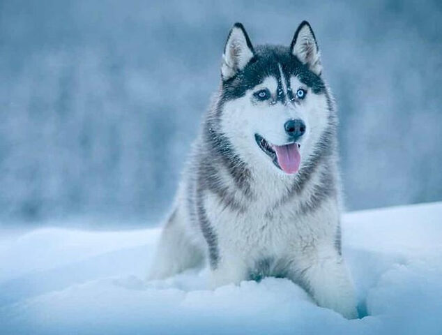Chó Husky, một trong những giống chó dữ và nguy hiểm nhất khi không được huấn luyện