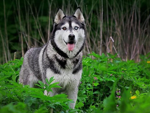 Chó Husky nổi tiếng với độ bướng bỉnh nếu không được rèn luyện đúng cách