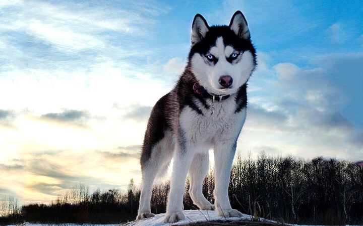 Chó Husky Siberia với đôi mắt xanh đặc trưng, là giống chó đẹp dễ nuôi và rất năng động