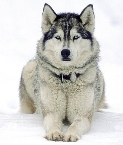 Chó Husky Siberia, với vẻ ngoài thân thiện nhưng bản năng hoang dã khiến chúng góp mặt trong 10 giống chó hung dữ nhất thế giới