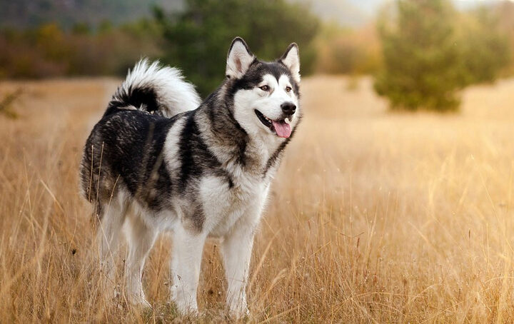 Chó Husky Siberian với đôi mắt xanh cuốn hút, biểu tượng của các giống chó cảnh đẹp