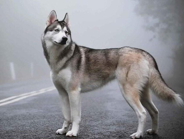Chó Husky với bộ lông dày và nhiều màu sắc, đôi mắt xanh đặc trưng