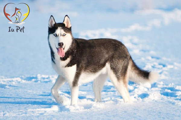Chó Husky với đôi mắt xanh đặc trưng, biểu cảm hài hước, giống chó phổ biến ở Việt Nam