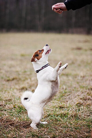 Chó Jack Russell Terrier nhỏ bé nhưng nhanh nhẹn, một giống chó chạy tốc độ