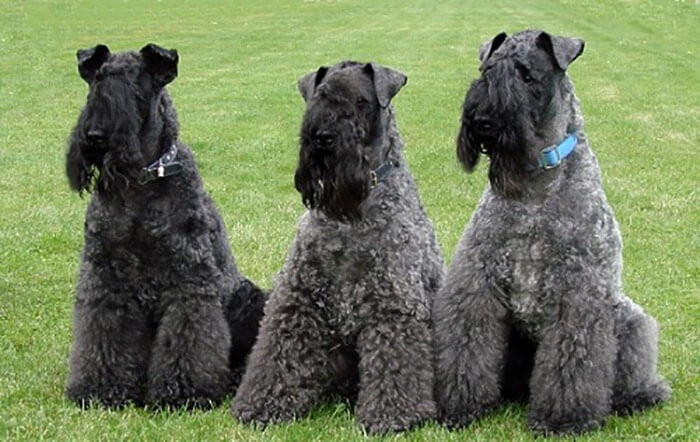 Chó Kerry Blue Terrier với bộ lông màu xanh độc đáo, một giống chó thích hợp nuôi trong nhà không rụng lông