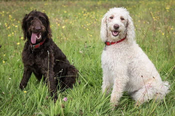 Chó Labradoodle thân thiện, một giống chó thích hợp nuôi trong nhà với tính cách năng động