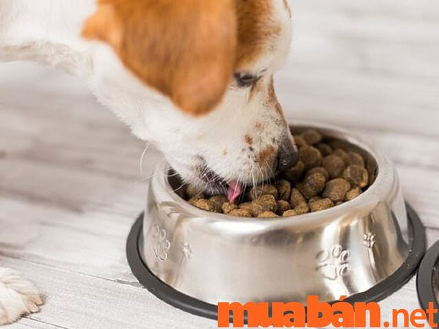 Chó Labrador ăn trong bát sạch, góp phần giữ nhà cửa vệ sinh