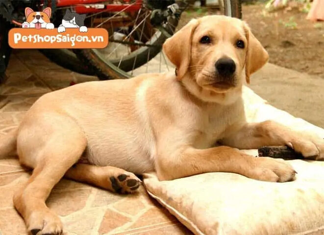 Chó Labrador béo phì, một vấn đề sức khỏe cần được quan tâm để duy trì cân nặng lý tưởng.