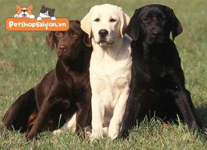 Chó Labrador bị nhẹ cân hoặc suy dinh dưỡng, cần tìm hiểu nguyên nhân và cách tăng cân.